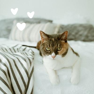 Hypo-Allergenic Grooming Foam for Cats, 4-fl oz bottle