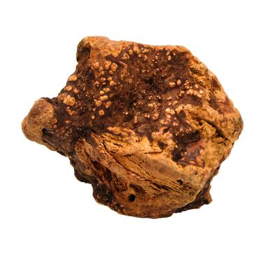 Premium Heather Tree Wood Dog Chew, X-Large