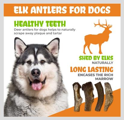 Split Elk Antler Dog Treats, 1 count, Jumbo