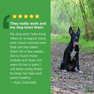 Hip & Joint Well Bites Dog Supplement, 60 count