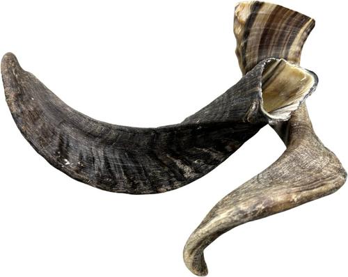 Lamb Horn Dog Bone, 1 count