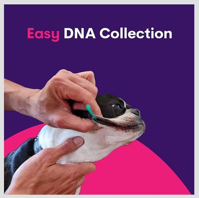 Geno Pet Dog DNA Breed Identification Test