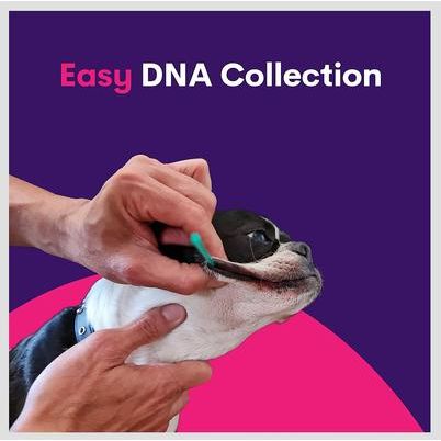 Orivet Geno Pet Dog DNA Breed Identification Test