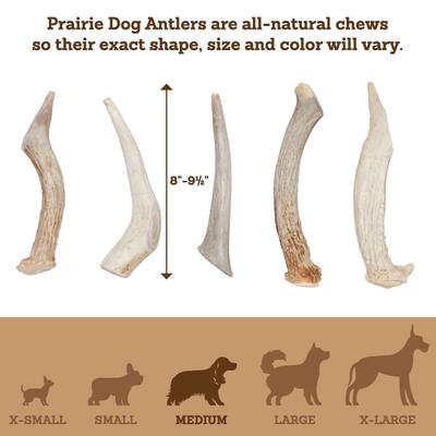Whole Deer Antler Dog Chews, 8 - 9.5 in