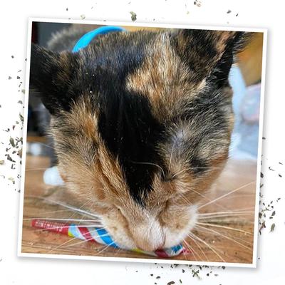 Birthjays Party Sized Catnip Joints, 1 count