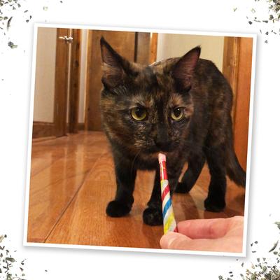 Birthjays Party Sized Catnip Joints, 1 count