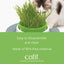 Senses 2.0 Cat Grass Planter