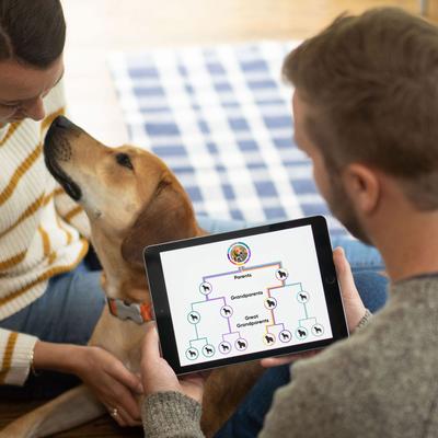 Breed Identification Dog DNA Test Kit