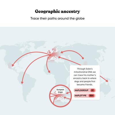 Breed Identification Dog DNA Test Kit