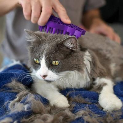Cat ZoomGroom Multi-Use Brush