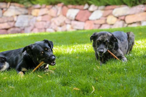 12-in Bully Stick Thick Grade AA, 10 count