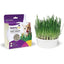 Kit de semillas de césped para gatos Sweet Greens, bolsa de 1 oz