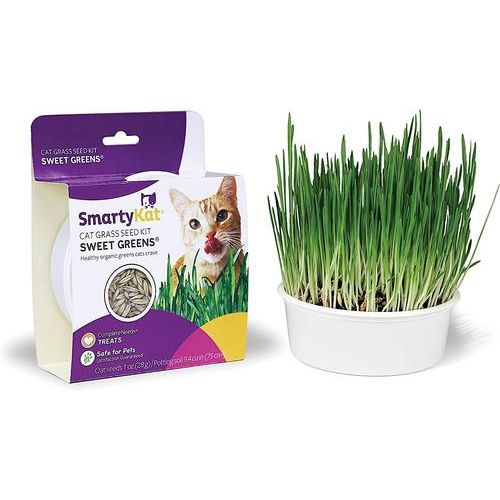 Kit de semillas de césped para gatos Sweet Greens, bolsa de 1 oz