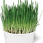 Sweet Greens Cat Grass Seed Kit, 1-oz bag