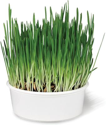 Sweet Greens Cat Grass Seed Kit, 1-oz bag