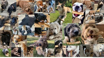 Masticable de madera de café para perros pequeños, 1 unidad