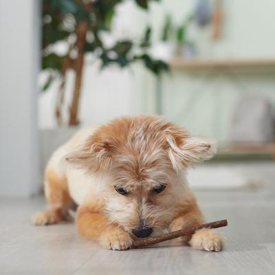 DogLicious 5" Beef Flavored Sticks Rawhide Dog Treats, 20 count