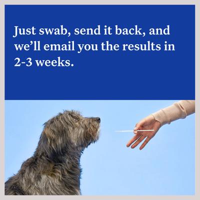 Prueba de ADN esencial para la identificaWisdom Panel Essential Breed Identification DNA Test for Dogsción de razas de perros