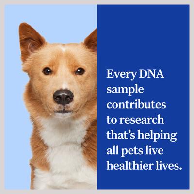 Essential Breed Identification DNA Test for Dogs
