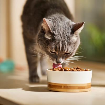 Comida enlatada para gatos con favoritos de aves y carne de res, paquete variado, 5.5 oz, caja de 24