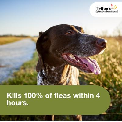 Chewable Tablet for Dogs, 20.1-40 lbs, (Green Box), 6 Chewable Tablets (6-mos. supply)