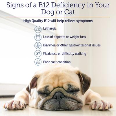 Rx B12 Liquid Digestive Supplement for Cats & Dogs, 4-fl oz bottle
