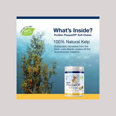 PlaqueOff Large/Giant Breed Soft Chews Dog Treat, 90 count