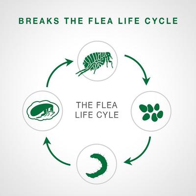 Bundle: Advantage II Flea Spot Treatment, over 9-lbs + Elanco Tapeworm Cat De-Wormer