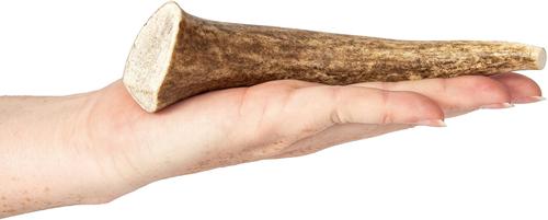 Elk Antlers Small Whole Dog Chew Treat