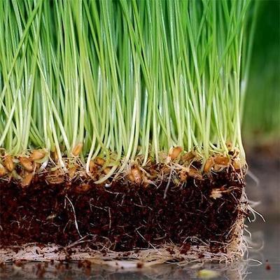 Organic Wheat Cat Grass Seeds, 16-oz pouch