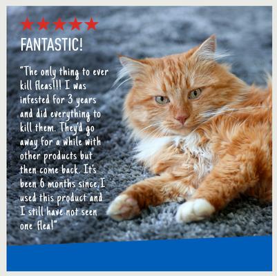 Flea & Tick Carpet Powder, 16-oz bottle