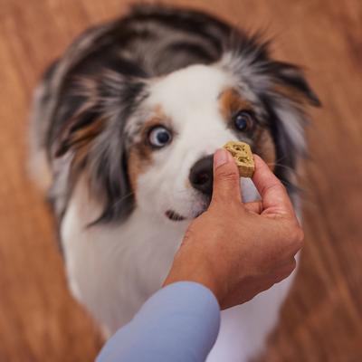 Bone Broth, Carrots & Parsley Dog Treats, 5-oz bag