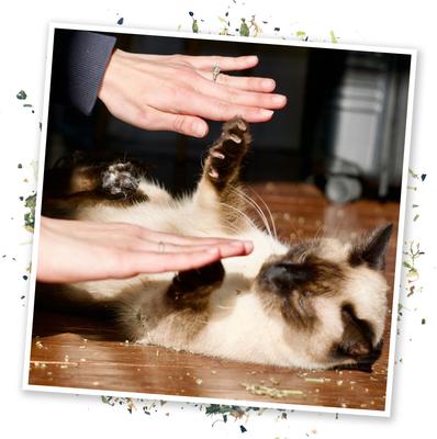 Cloud 9 Sunflower Petal, Rose Petal & Marshmallow Leaf Blend Catnip, 26-g bottle