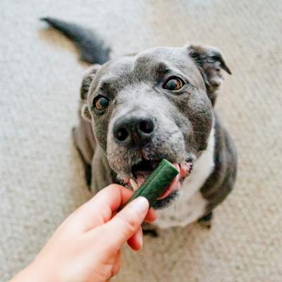 Brushless Toothpaste Medium Dental Dog Treats, 54-oz box