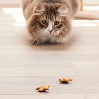 Galletas crujientes para gatos Savory Spinners, bolsa de 1.5 oz