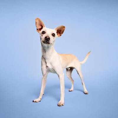 Nourishing Awapuhi Dog, Cat & Small Pet Shampoo, 16.9-fl oz bottle