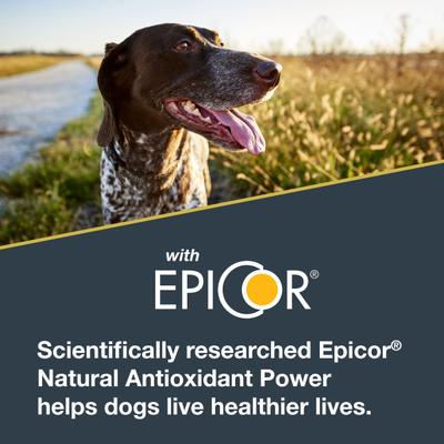 Salmon Flavored Soft Chew Skin & Coat Supplement for Dogs, 10.5-oz jar