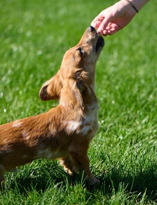 Mini Antler Biscuits Dog Treats, 16-oz bag