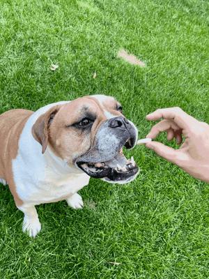 Reward Banana Chips Natural Freeze-Dried Dog Treats, 6-oz bag