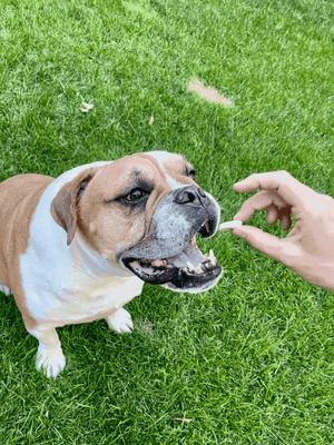 Reward Banana Chips Natural Freeze-Dried Dog Treats, 3-oz bag