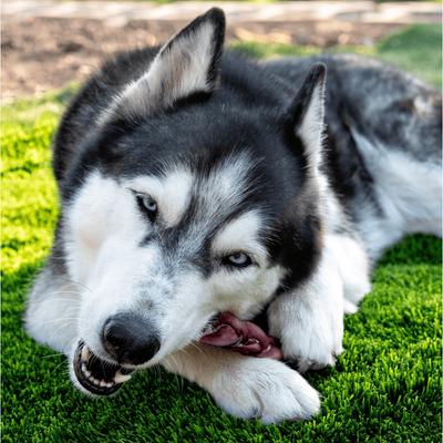 6-inch Braided Bully Stick Dog Treat