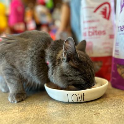 Non-GMO Beef Meal Bites Freeze-Dried Cat Food, 10-oz bag