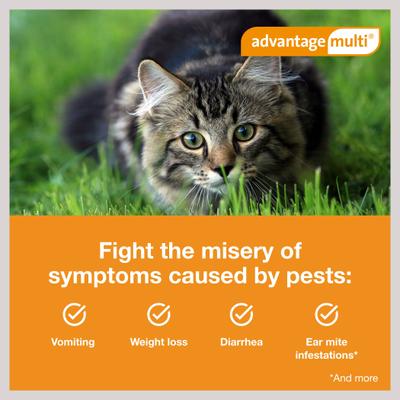 Topical Solution for Cats, 9.1-18 lbs, (Purple Box), 6 Doses (6-mos. supply)