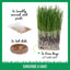 Organic Pet Grass Grow Kit, 3 count