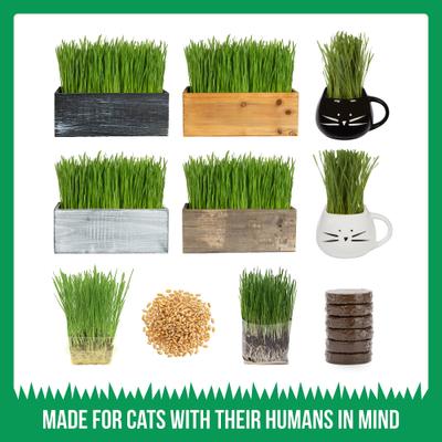 Organic Pet Grass Grow Kit, 3 count