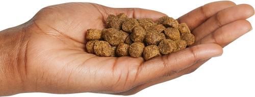 Holistic Large Breed Dry Dog Food, 28-lb bag