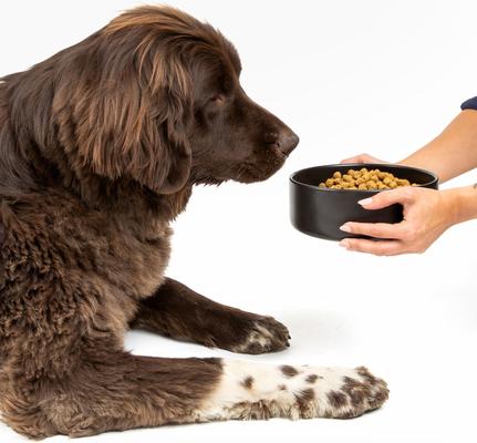 High Protein Performance Formula Veggie Supreme Flavor Flavor Plant-Based Dog Dry Food, 18-lb bag