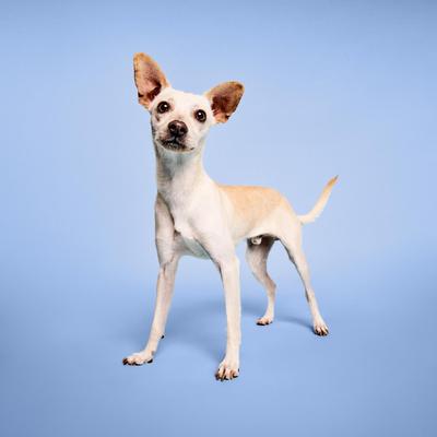 Spray Bug Away para perros, gatos y mascotas pequeñas, botella de 8.5 onzas líquidas