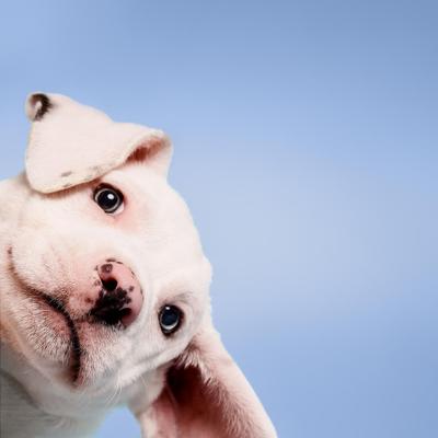 Spray Bug Away para perros, gatos y mascotas pequeñas, botella de 8.5 onzas líquidas