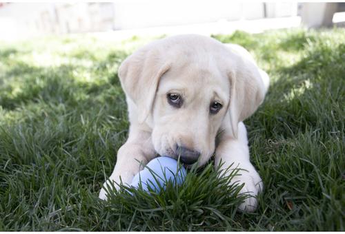 Stuff'N Puppy Snacks Dog Treats, 11-oz pouch